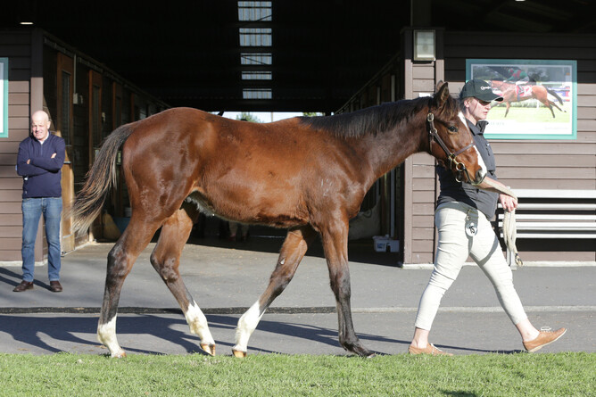 Curraghmore’s Sweynesse colt out of Group Three performer Bella Court at Karaka on Wednesday - Photo: Trish Dunell