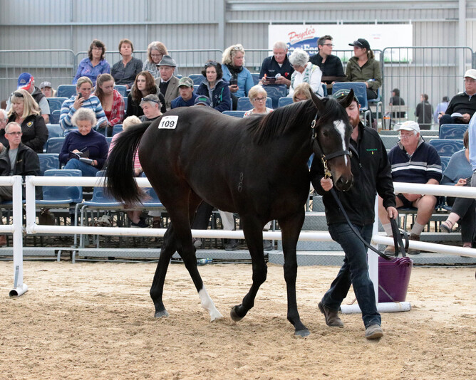 Ravelston Stud's sale topping colt Lot 109 Per Incanto - The Dewdrop