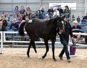 South Island Sale Topper