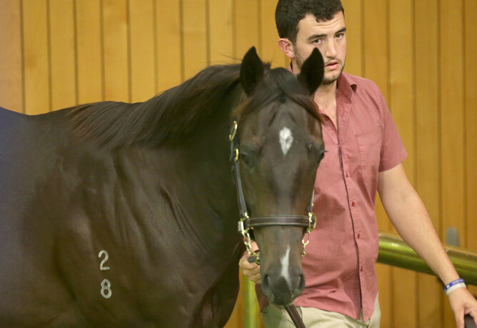 Lot 1097, the Preferment colt out of Excellent Art mare Essayez, from Hallmark Stud’s draft. Photo: Trish Dunell