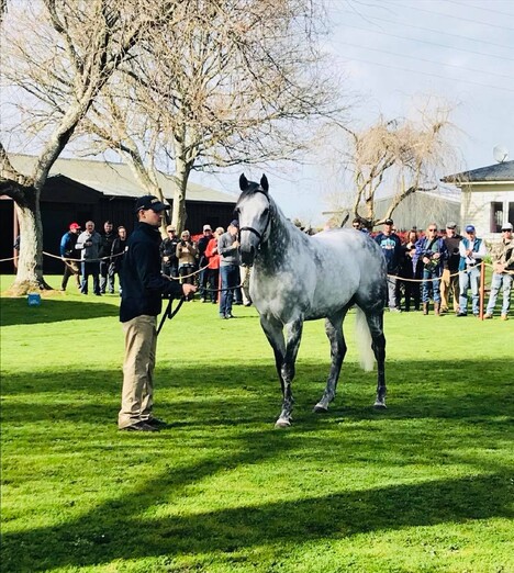 Dalghar on parade at Brighthill Farm during last year's stallion parade