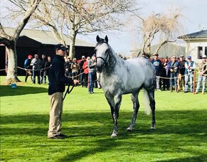 Waikato Branch Stallion Parade