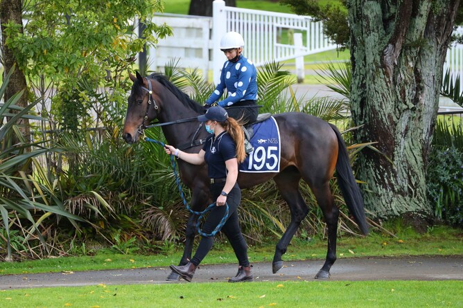 Lot 195, the Pierro colt, was purchased out of Riversley Park’s draft by Mathew Becker for $640,000. Photo: Mike Walen