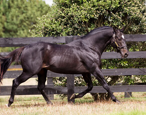 Dual success for Redwood