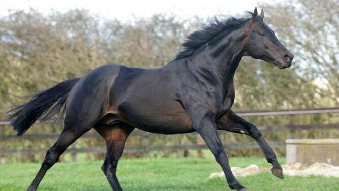 Vadamos, New Zealand’s Champion Second Season Sire.  - Photo: Supplied