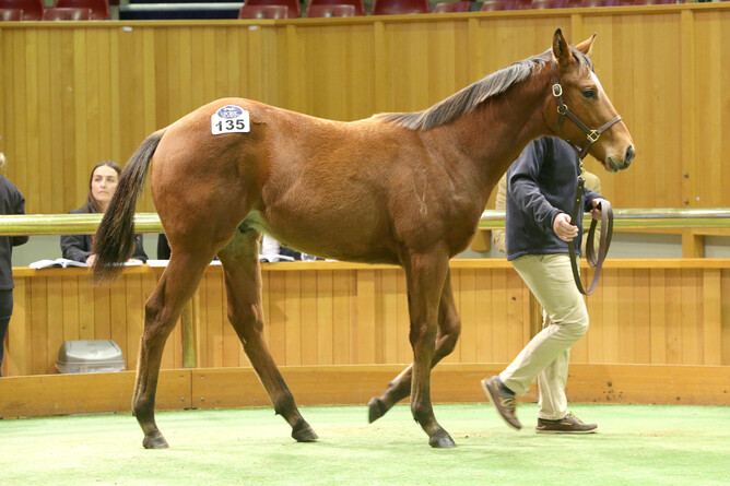 Lot 135, a Divine Prophet colt, sold for $95,000 at New Zealand Bloodstock’s May Sale on Friday. - Trish Dunell