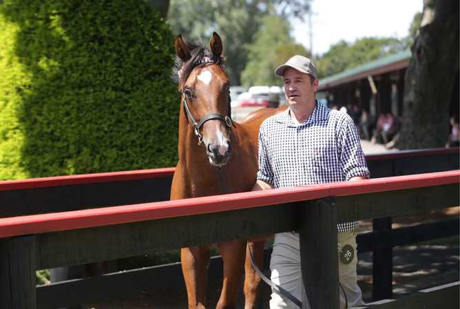 The Showcasing x Khales colt returning from the sales ring at Karaka. Photo: Trish Dunell