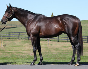First Crop Sire Focus: Savile Row