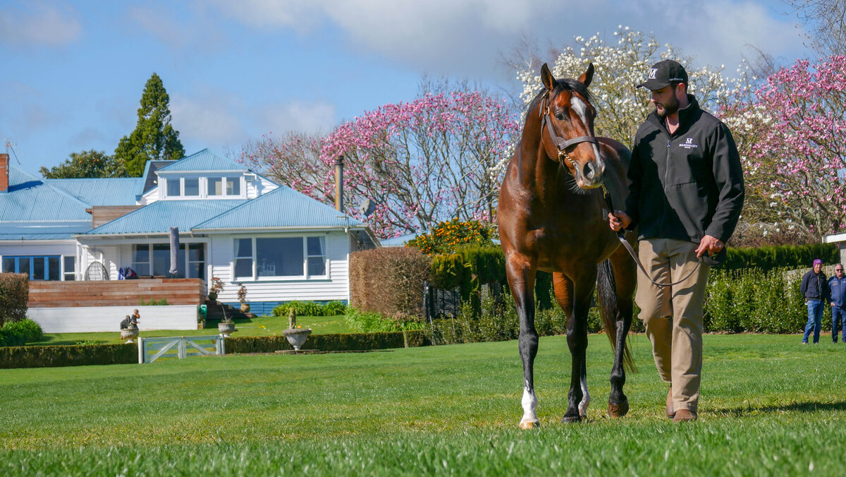 Stallion Parade cancelled New Zealand Thoroughbred Breeders' Association