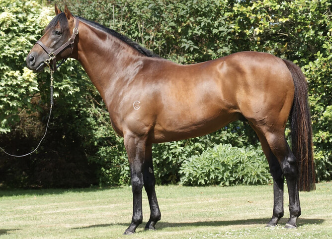 Verry Elleegant's sire Zed (Zabeel)