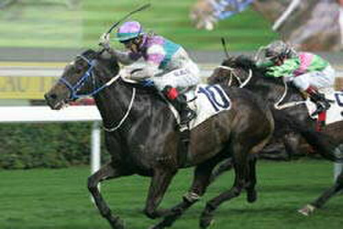 New Zealand-bred star of Hong Kong, Vengeance of Rain