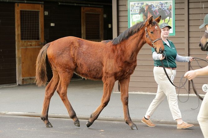 Curraghmore’s Lot 3, the Super Seth colt out of Drama Series - Photo: Trish Dunell