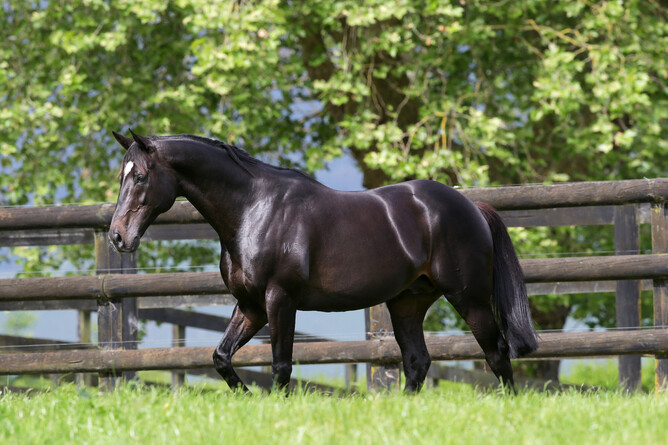 Waikato Stud’s late sire Sacred Falls Photo: Trish Dunell