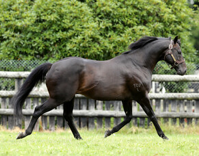 Super Savabeel scoops the pool