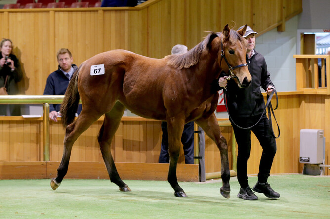 Lot 67, a filly by Proisir out of Jazamour was purchased for $140,000 by Kaha Nui Farm  - Photo: Trish Dunell