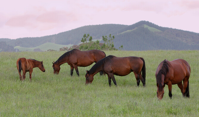 A group of mares and a foal graze in the lush pastures at Trelawney Stud - Photo: Supplied