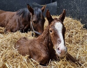 Irish National Stud Blog - Morgan Wilks