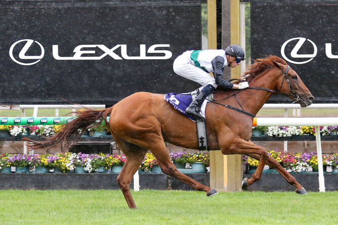 Rise At Dawn winning the Listed VRC Elms Handicap for Lindsay Park Racing. - Photo: Bruno Cannatelli