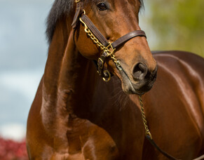 Eighth stakes winner for Charm Spirit