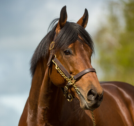 Charm Spirit. Photo: Sharon Lee-Chapman