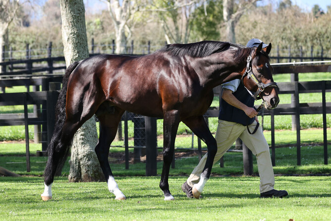 Boutique breeders making a grand impact | New Zealand Thoroughbred ...