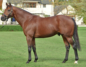 Inglewood Stud launches new breeding incentive