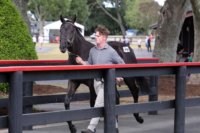 Lot 756, the Vadamos colt out of Call Me Blondie, was purchased out of Haunui Farm’s draft by Roger James and Robert Wellwood for $180,000. Photo: Trish Dunell