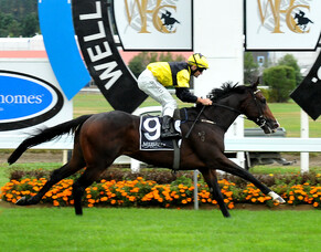 Trainer&rsquo;s bold words enough to seal stallion deal