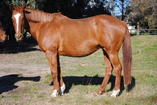 Let’s Elope spent her retirement at Lauriston Park, Euroa.