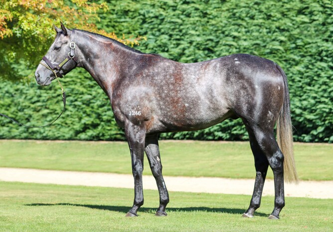 Little Brose will stand at Little Avondale Stud this coming breeding season for an introductory service fee of $15,000 + GST.  - Photo: Supplied