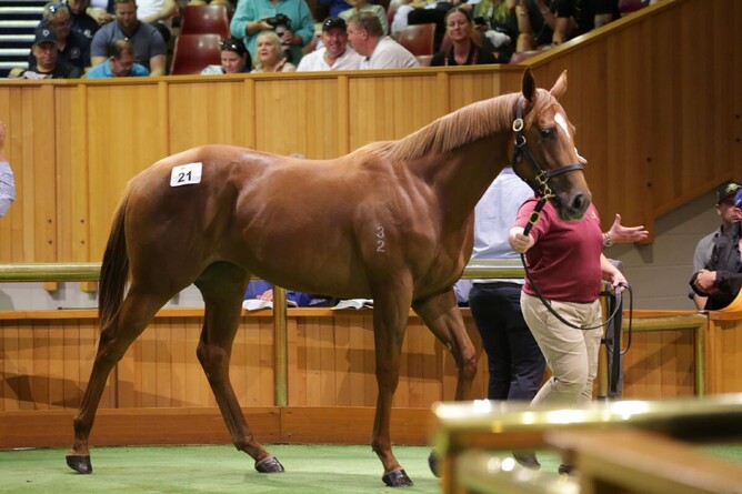 Lot 21, a full sister to Prowess, sells for $1.6 million on Day 1 at Karaka 2024. - Photo: Trish Dunell