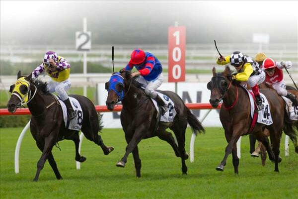 Sacred Falls (yellow and purple colours) wins the Doncaster Handicap. - Photo NZTM website