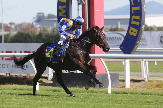 Turn The Ace makes a winning debut at Te Rapa to credit Windsor Park Stud stallion Turn Me Loose with his first winner Photo Credit: Trish Dunell