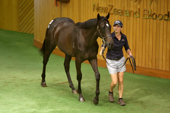 Lot 367, a So You Think filly out of Lagertha from the draft of Beaufort Downs Photo: Trish Dunell