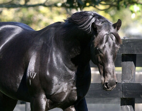 A HUNDRED NOT OUT FOR SUPERSTAR SAVABEEL