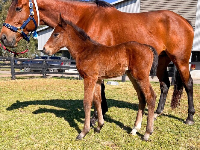 Sword Of State colt out of Needle And Thread born at Kia Ora Stud - Photo: supplied