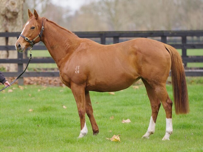 Runway Queen - Photo: Supplied