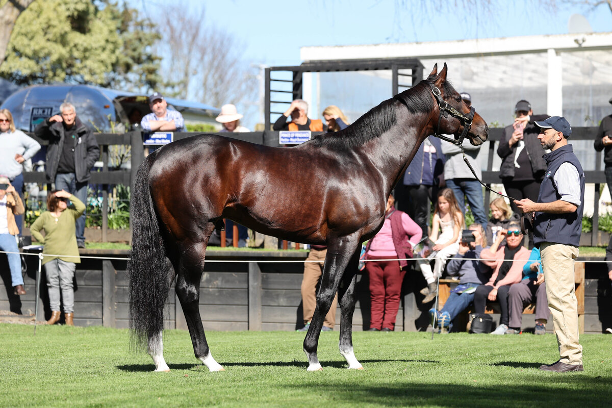 Waikato Stallion Parade date change New Zealand