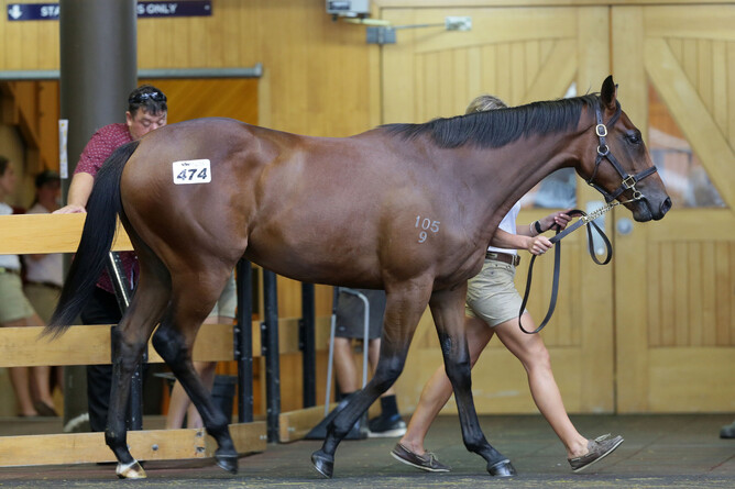 Lot 474, the Almanzor filly, was purchased by Tony Pike for $420,000. Photo: Trish Dunell