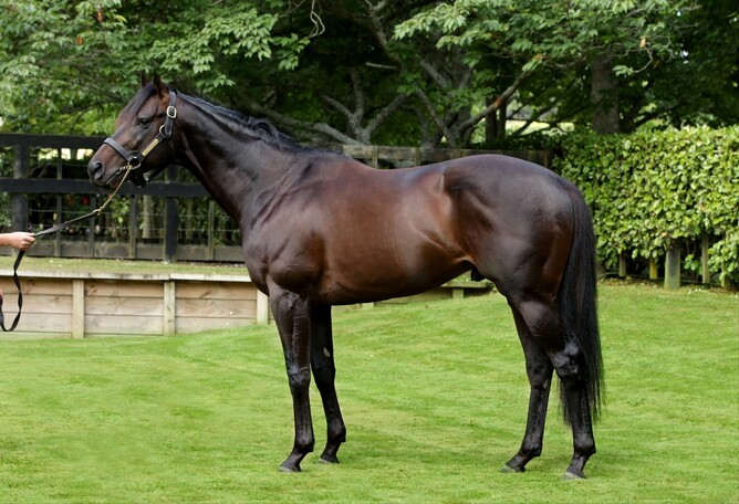 Rich Hill Stud's Vadamos - Photo: Supplied