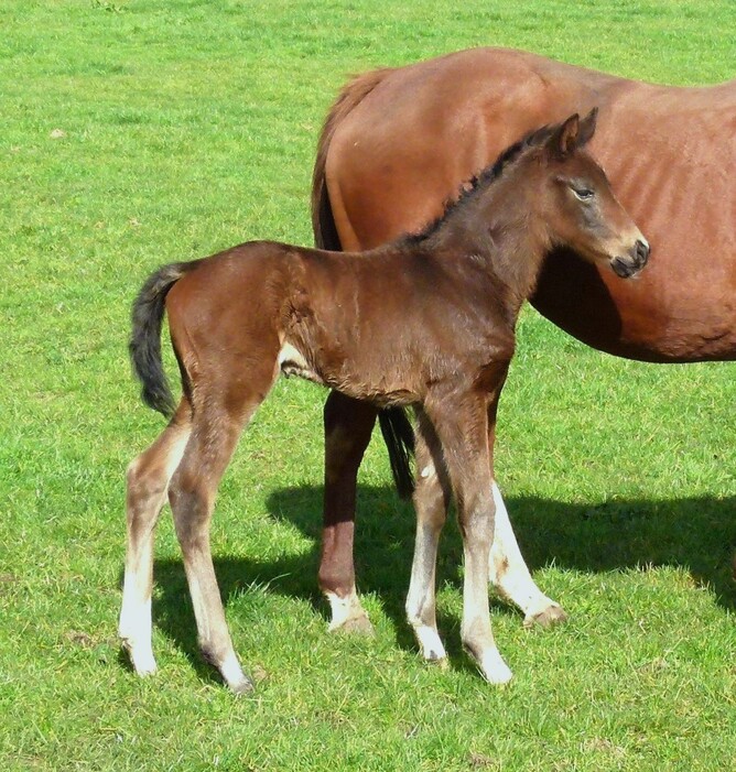 Proisir x Lionstar colt
