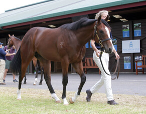 Quality offering from Pencarrow Stud