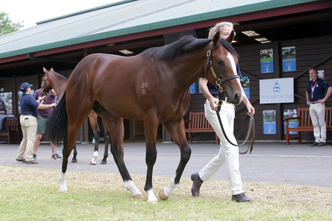 Lot 189 – The American Pharoah colt out of Posavina. Photo: Trish Dunell