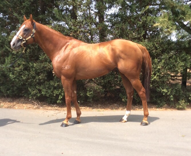 Sneaking To Win, a son of Snitzel, will take up stud duties in Hawke’s Bay Photo: Supplied