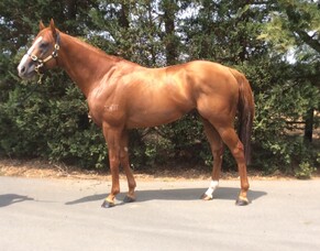 Son of Snitzel takes up Hawke’s Bay stud duties