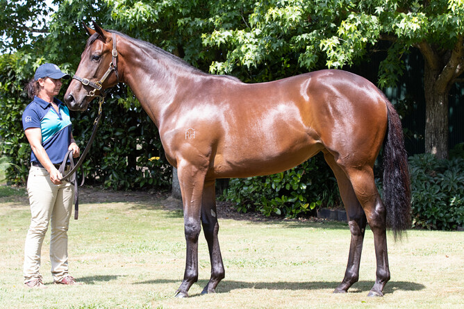Lot 169 – Vadamos filly out of Penthouse Princess. Photo: Supplied.