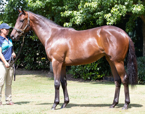 Vadamos the first of new wave at Rich Hill