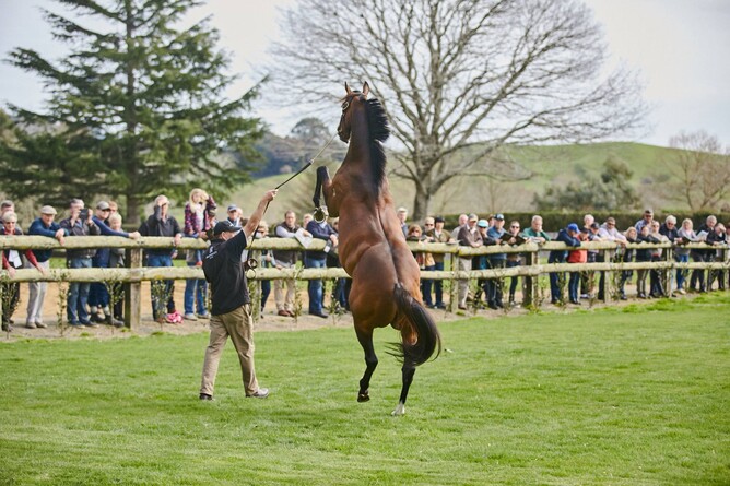 Contributor at Mapperley Stud