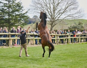 JLT Insurance Waikato Stallion Parade Weekend