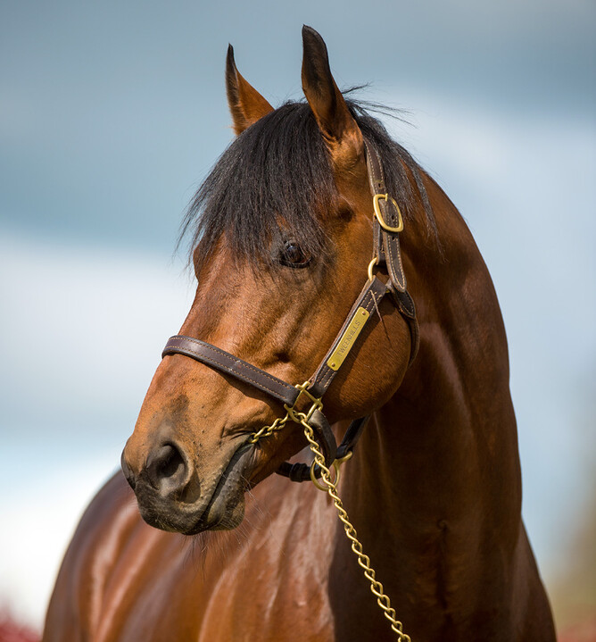 Charm Spirit - Sharon Chapman